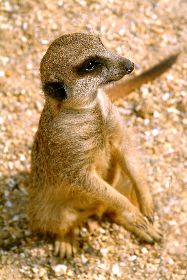 meercat